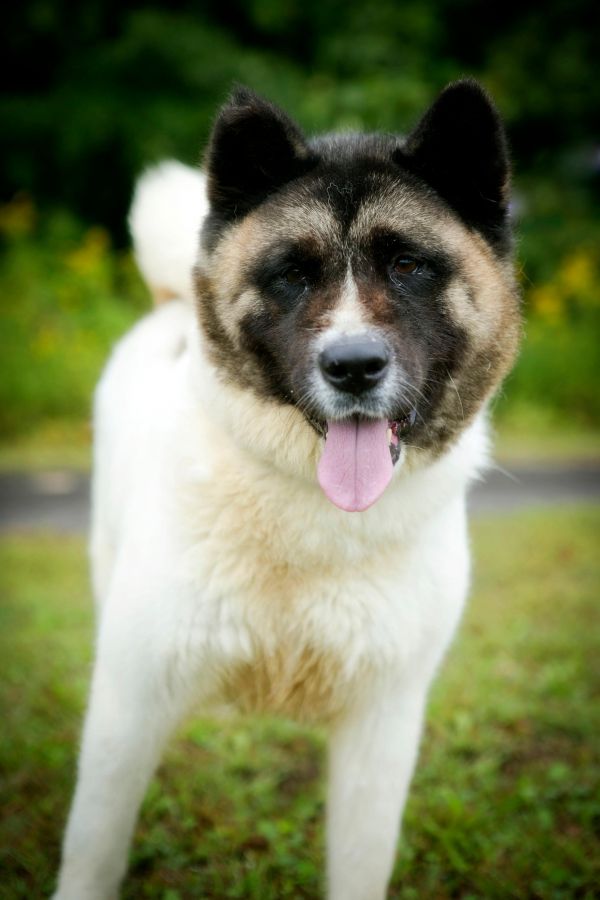 Available - Big East Akita Rescue