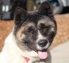 Big East Akita Rescue Reviews Akita Available Rose East Big Rescue