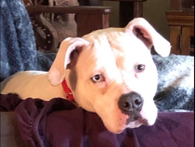 Ria, an adoptable American Bulldog in Baton Rouge, LA, 70835 | Photo Image 2