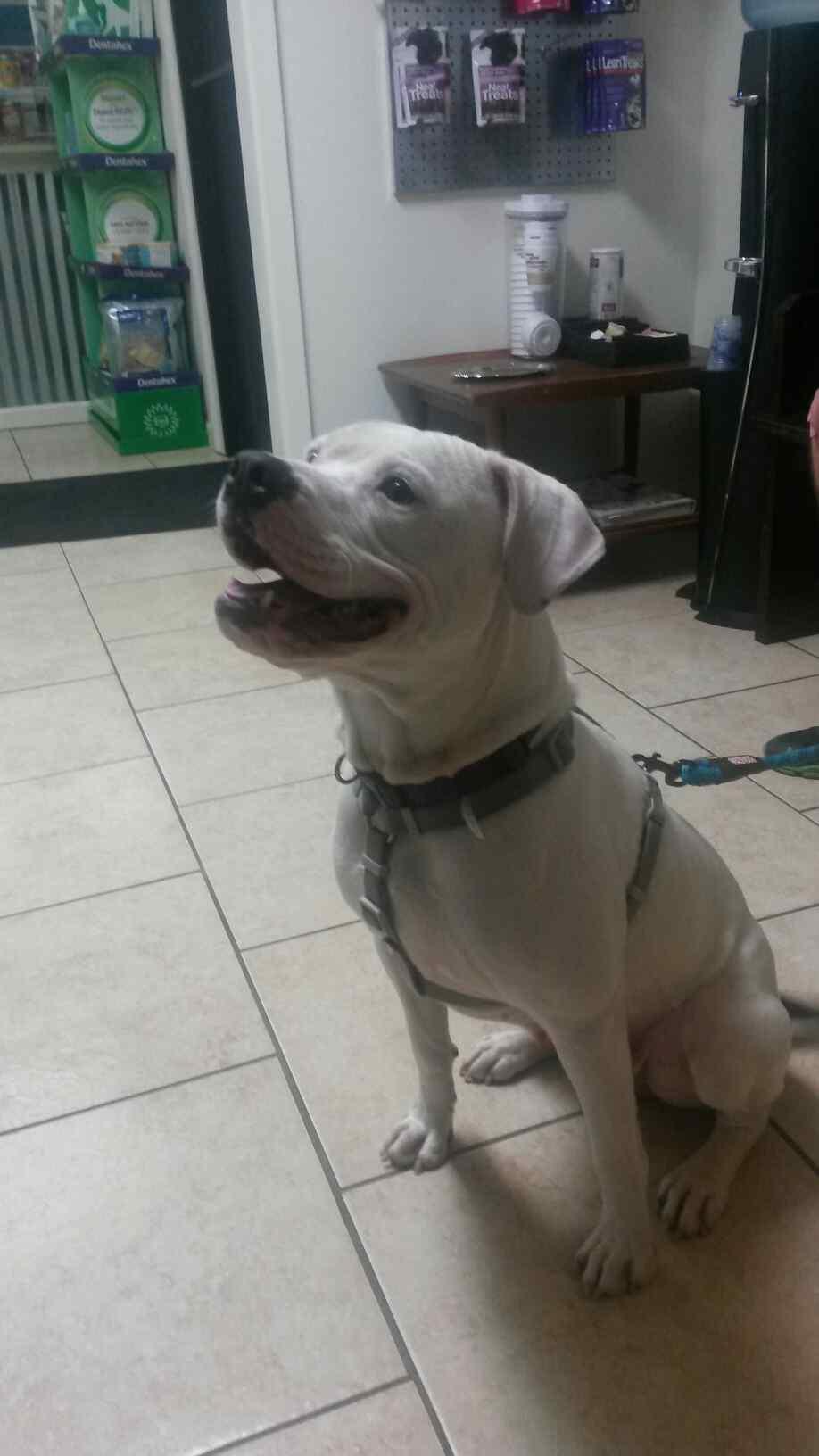 Ria, an adoptable American Bulldog in Baton Rouge, LA, 70835 | Photo Image 3