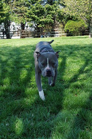 Cameo, an adoptable Pit Bull Terrier in Westminster, MD, 21157 | Photo Image 2