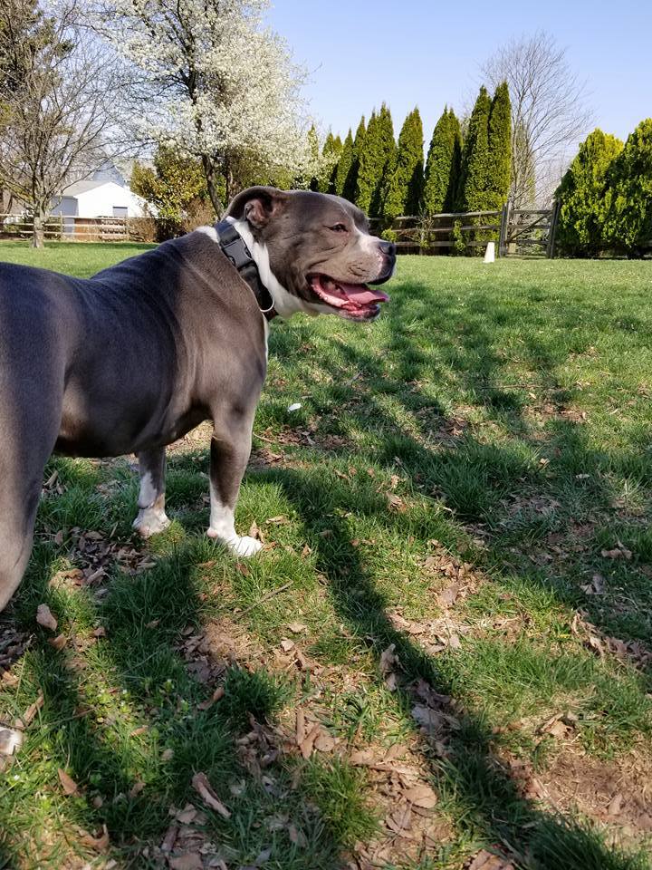 Cameo, an adoptable Pit Bull Terrier in Westminster, MD, 21157 | Photo Image 3