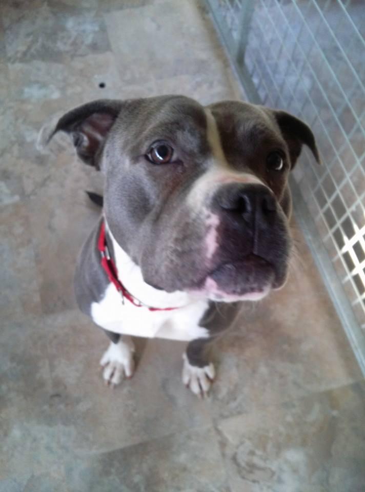 Cameo, an adoptable Pit Bull Terrier in Westminster, MD, 21157 | Photo Image 2