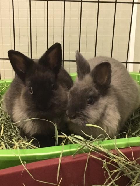 Violet and Maizey (bonded Pair-sisters) 1