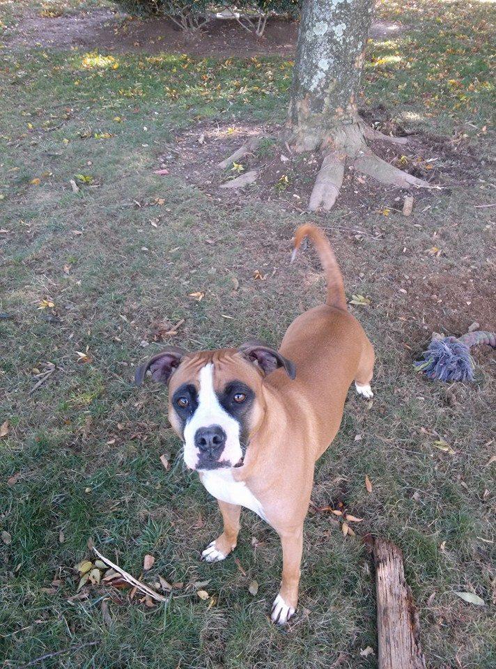 Karma, an adoptable Boxer in Westminster, MD, 21157 | Photo Image 1