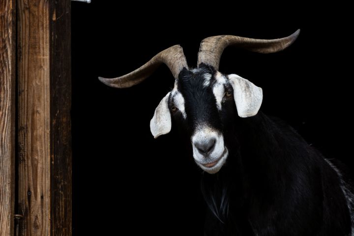 Django, an adoptable Goat in Jacksonville, OR_image-3