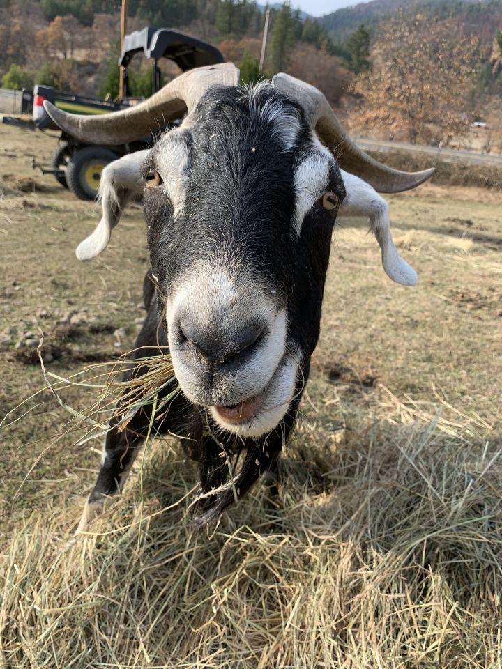 Django, an adoptable Goat in Jacksonville, OR_image-1