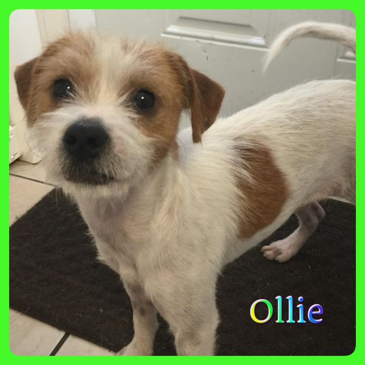 Ollie 2