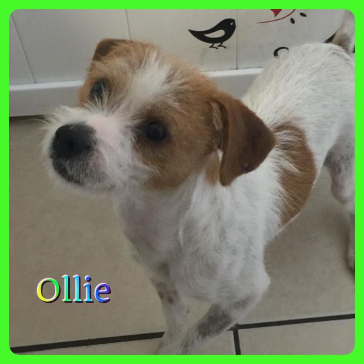 Ollie 3