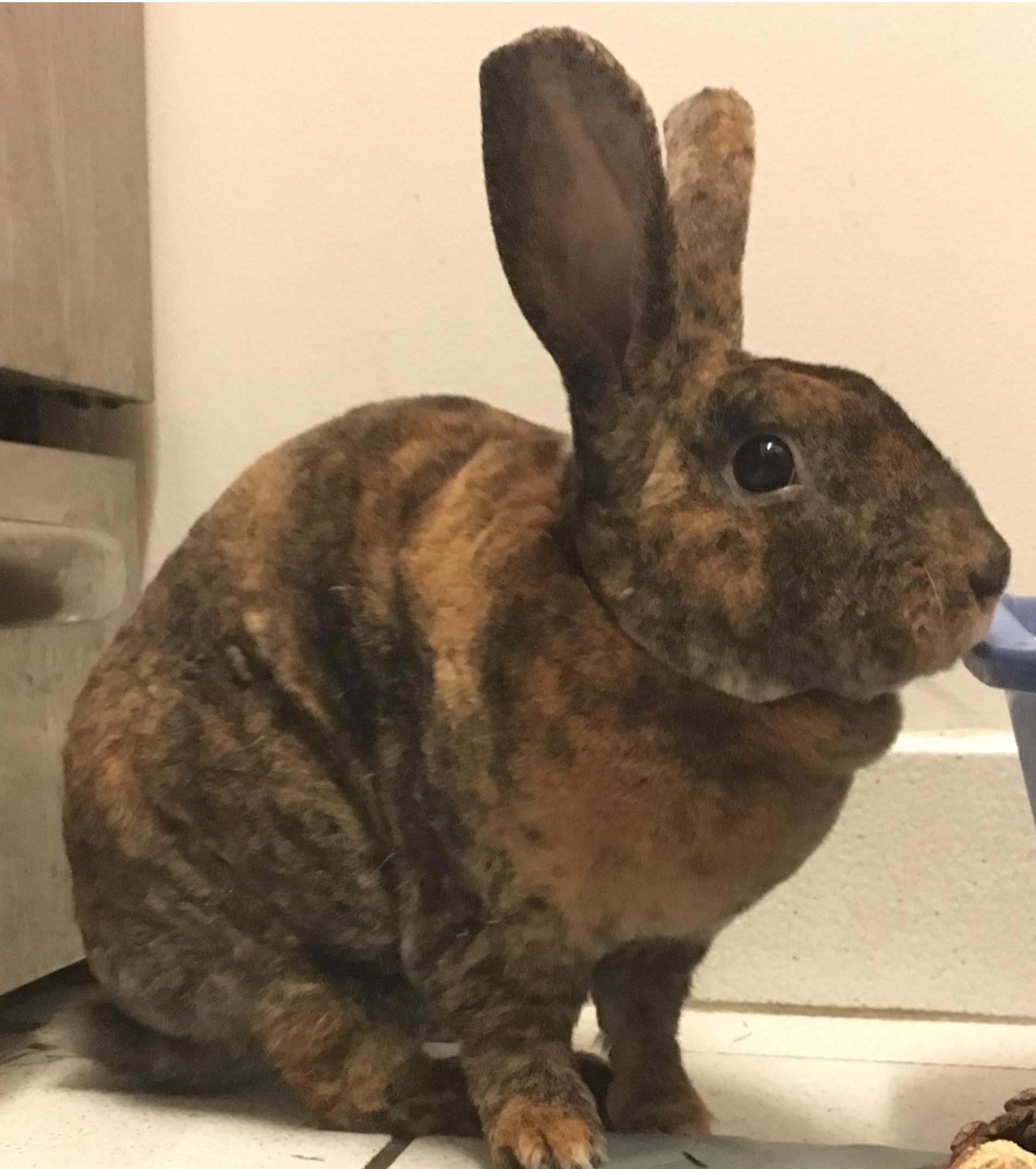 Rabbit For Adoption Lex A Rex Harlequin Mix In New York Ny Petfinder