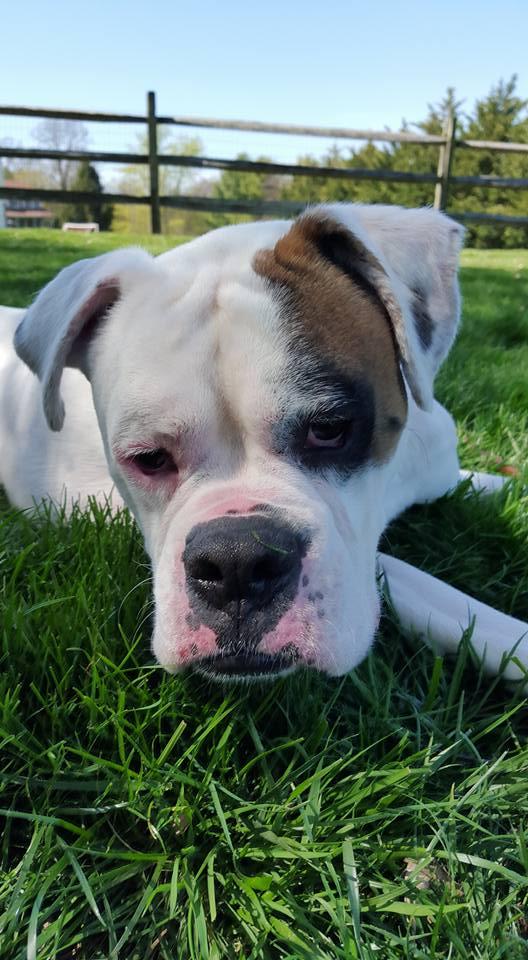 ZZ, an adoptable Boxer in Westminster, MD, 21157 | Photo Image 1