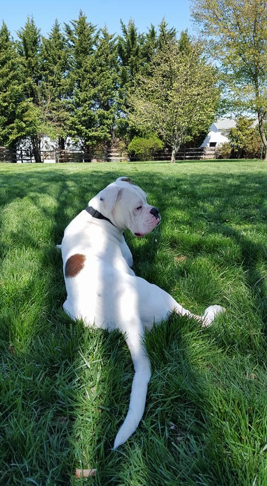 ZZ, an adoptable Boxer in Westminster, MD, 21157 | Photo Image 2