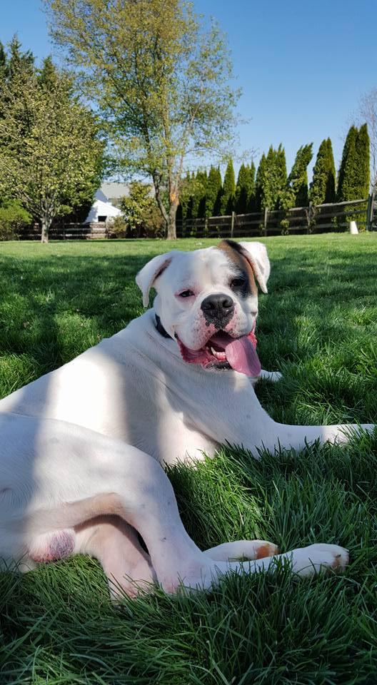 ZZ, an adoptable Boxer in Westminster, MD, 21157 | Photo Image 3