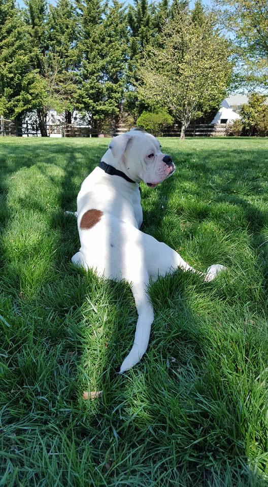 ZZ, an adoptable Boxer in Westminster, MD, 21157 | Photo Image 1