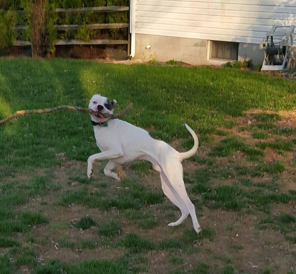 ZZ, an adoptable Boxer in Westminster, MD, 21157 | Photo Image 3