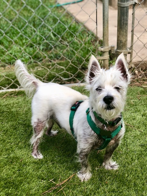 Dog for adoption - Simon, a West Highland White Terrier / Westie in