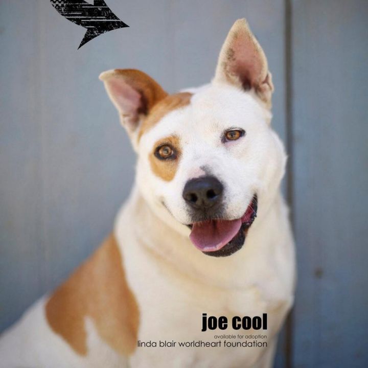 Joe Cool_ Senior 1