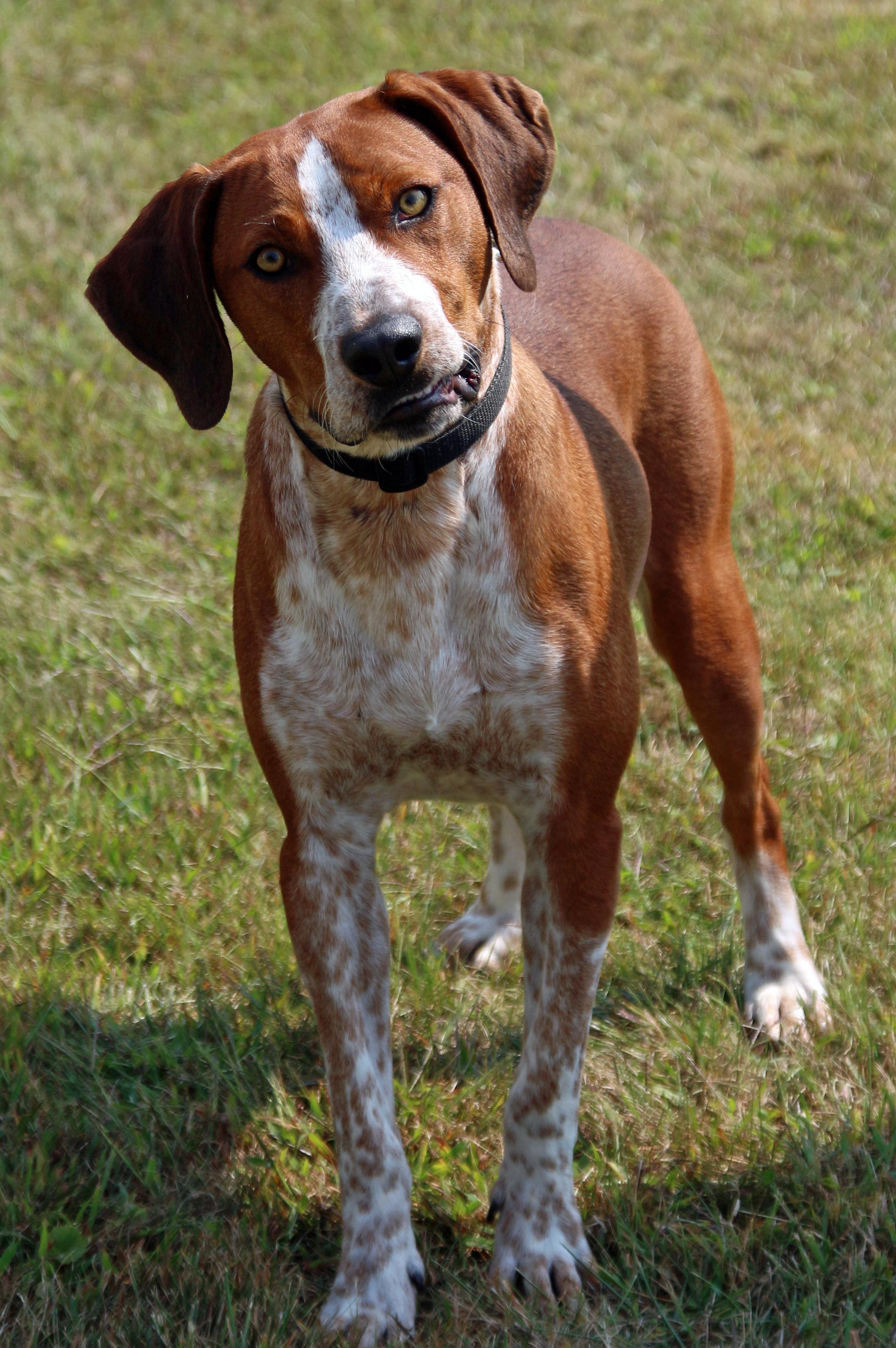 Yoddie, an adoptable English Coonhound in Ashland, OH, 44805 | Photo Image 1