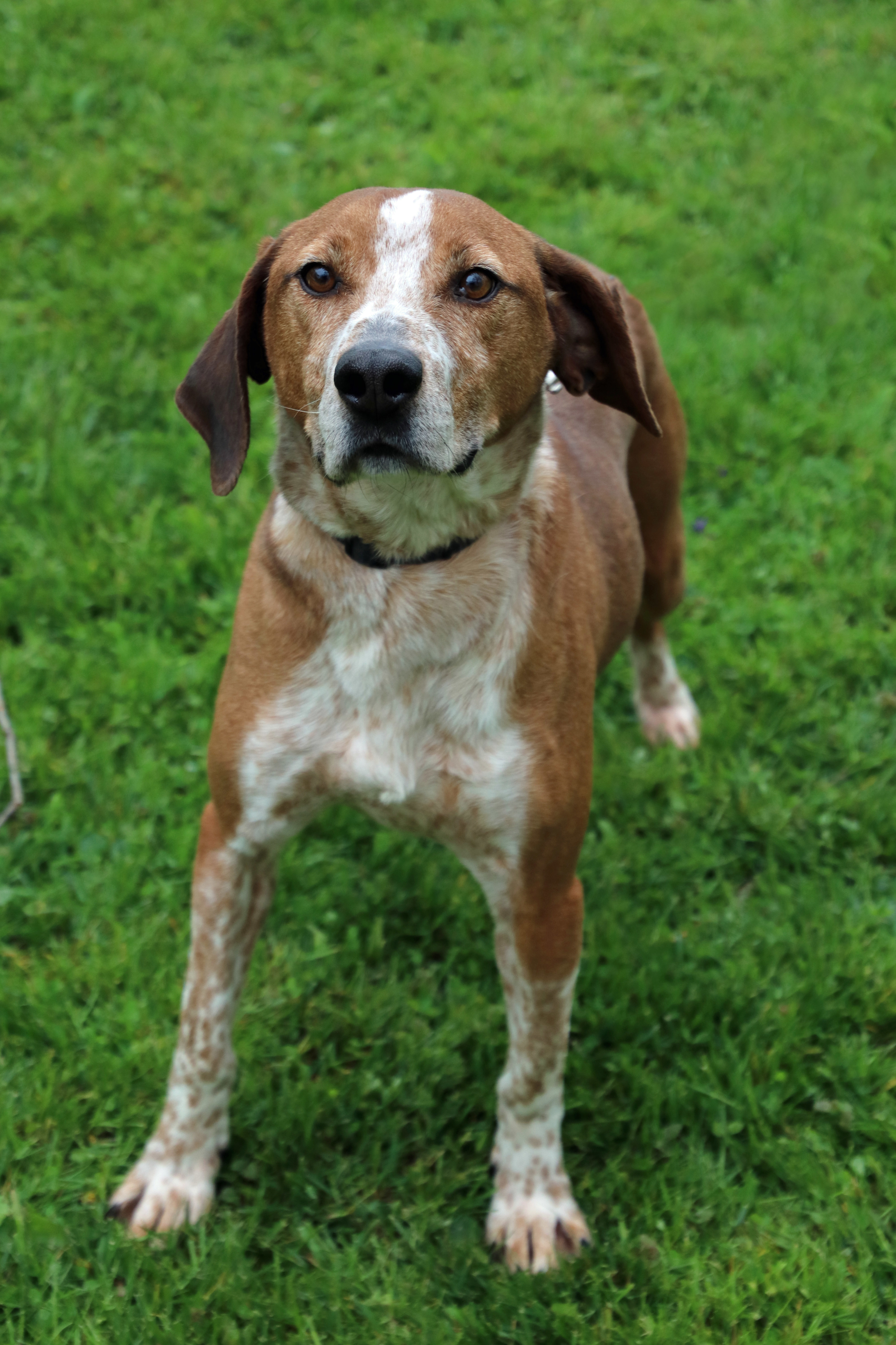 Yoddie, an adoptable English Coonhound in Ashland, OH, 44805 | Photo Image 2