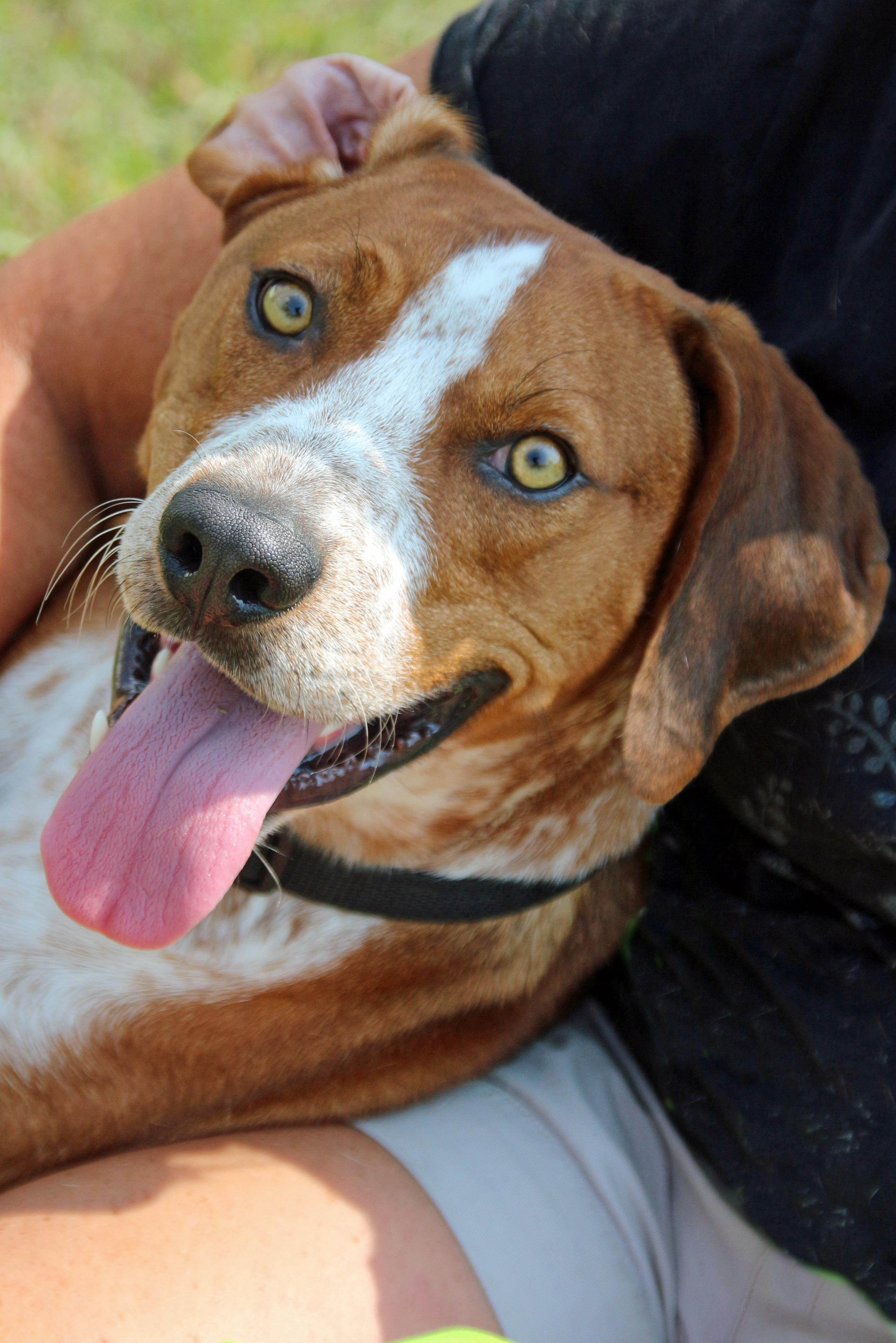 Yoddie, an adoptable English Coonhound in Ashland, OH, 44805 | Photo Image 3