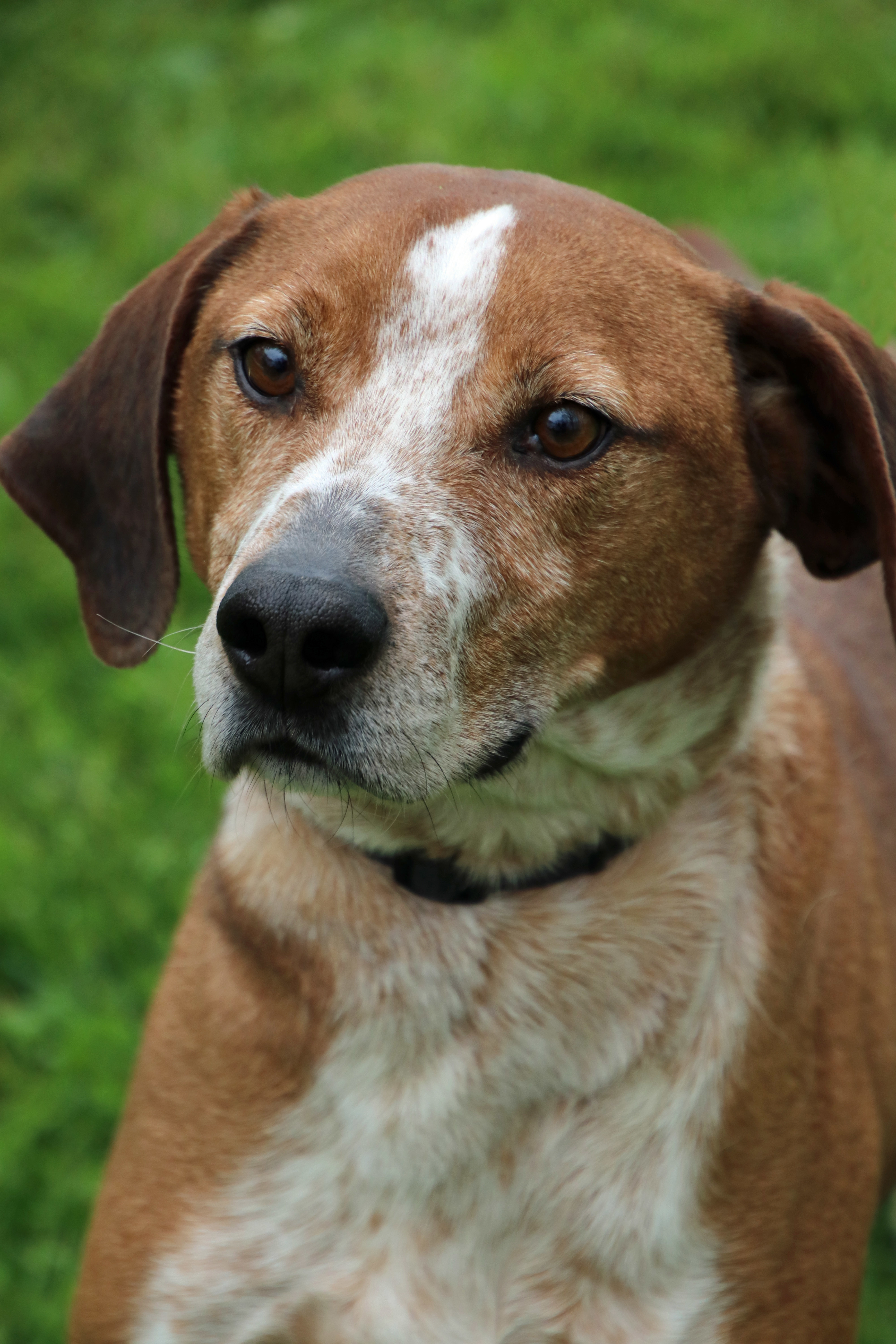 Yoddie, an adoptable English Coonhound in Ashland, OH, 44805 | Photo Image 4