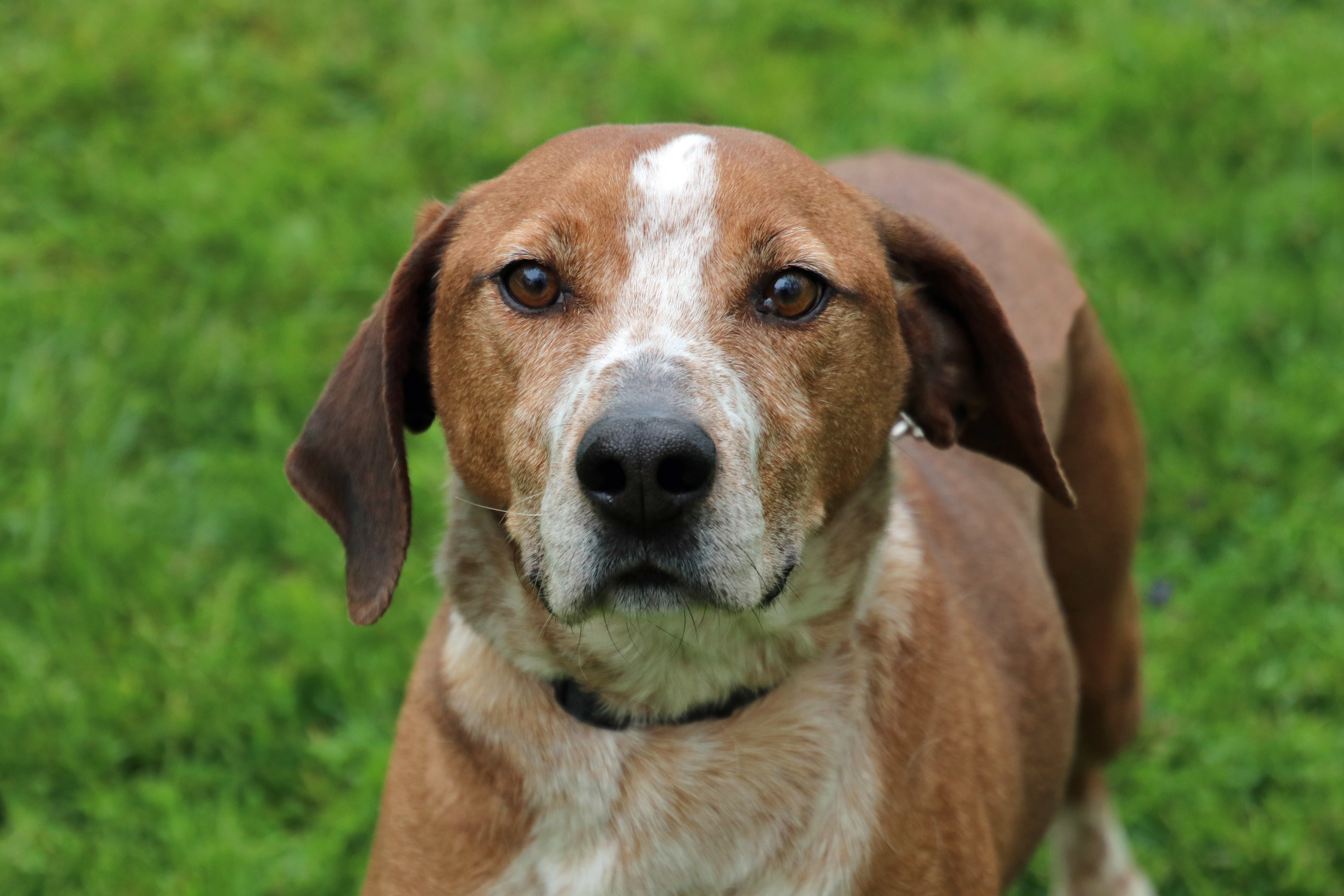 Yoddie, an adoptable English Coonhound in Ashland, OH, 44805 | Photo Image 5