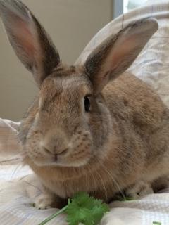 palomino dwarf rabbit