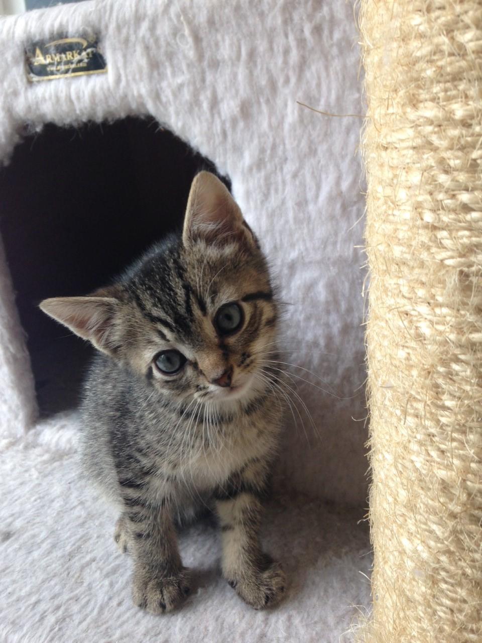 Sebastian (Leo), an adoptable Domestic Short Hair in Sayreville, NJ, 08872 | Photo Image 2