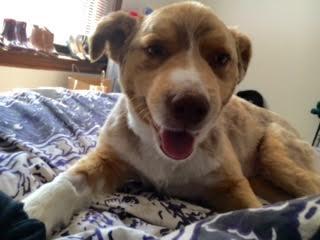 Francie--I'm an Adoption Center Dog! 1