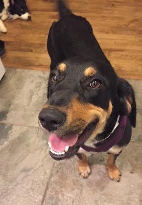 Betty Lou--I'm an Adoption Center Dog! 2