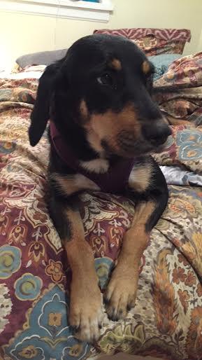 Betty Lou--I'm an Adoption Center Dog! 3