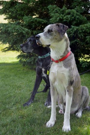 Great Dane puppies