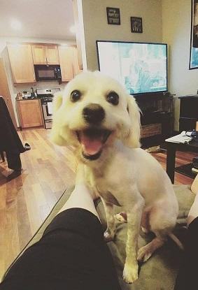 Sammy--I'm an Adoption Center Dog!