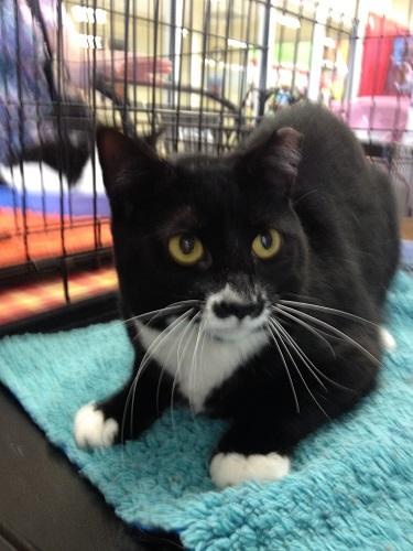 Cat For Adoption Bette A Tuxedo In North Plainfield Nj Petfinder