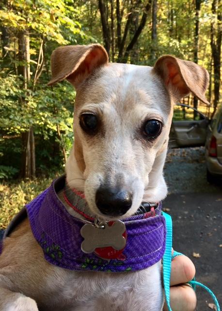 Luna, an adopted Italian Greyhound in Charlotte, NC_image-3