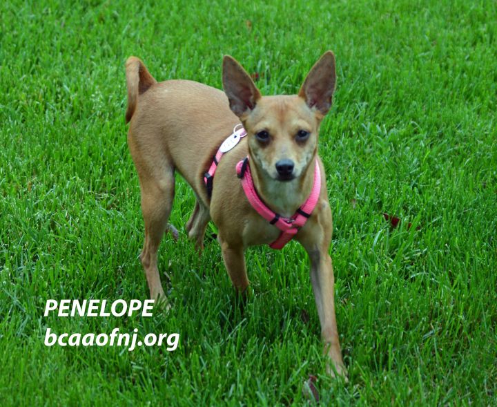 Penelope 2