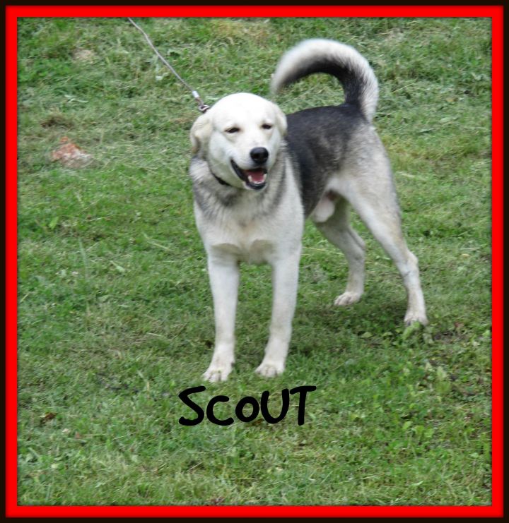 SCOUT 2