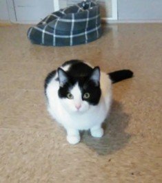 Bettis, an adoptable Domestic Short Hair in Sistersville, WV_image-2