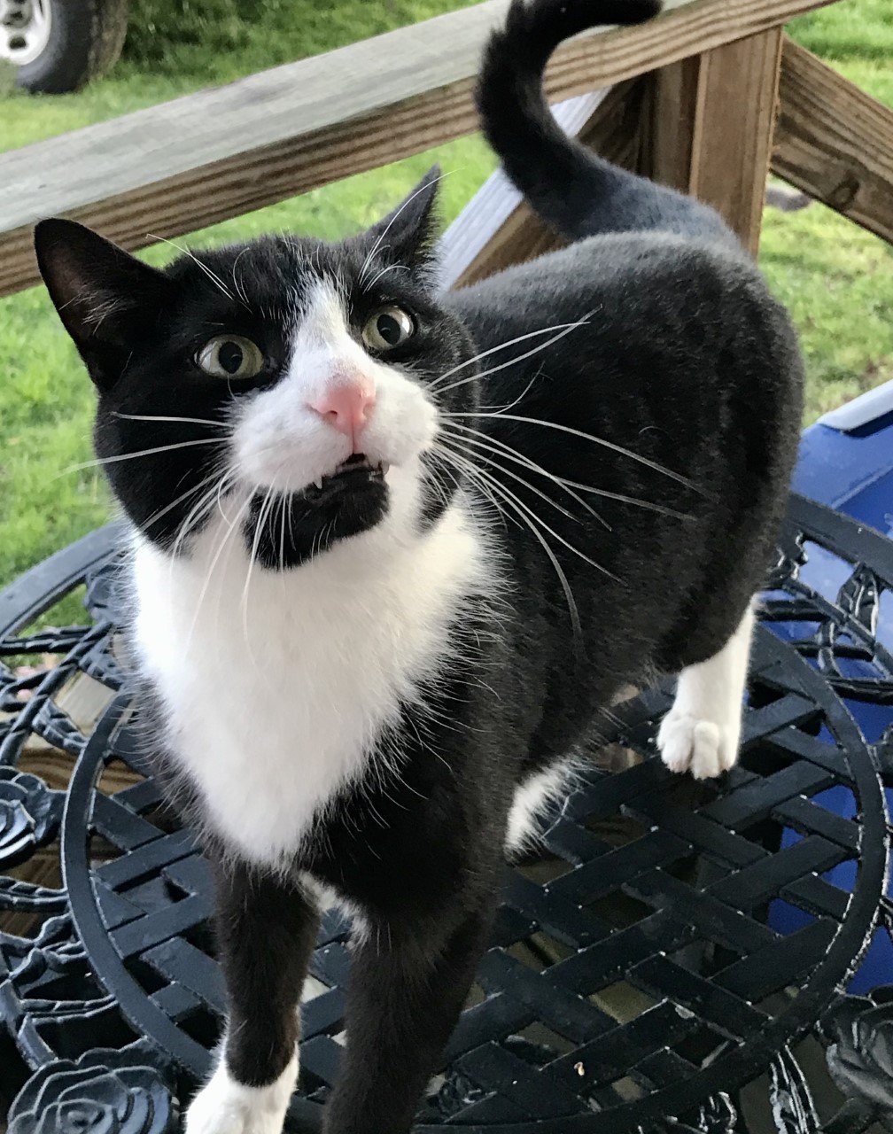 Alex, an adoptable Domestic Short Hair in Sistersville, WV, 26175 | Photo Image 2