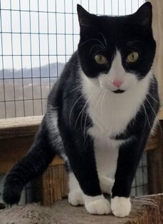 Alex, an adoptable Domestic Short Hair in Sistersville, WV, 26175 | Photo Image 3