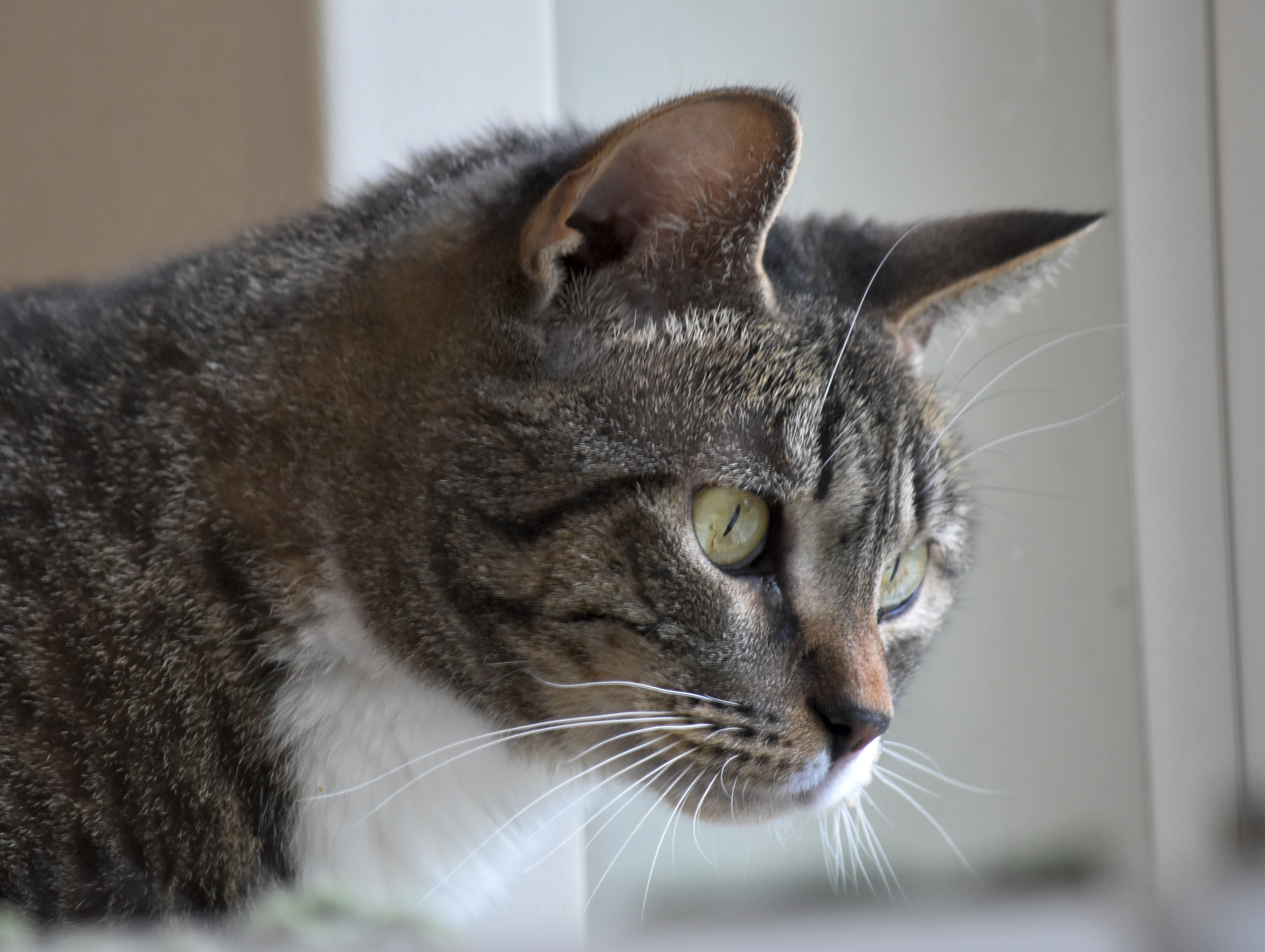 Amie, an adoptable Domestic Short Hair in Bloomfield, CT, 06002 | Photo Image 1