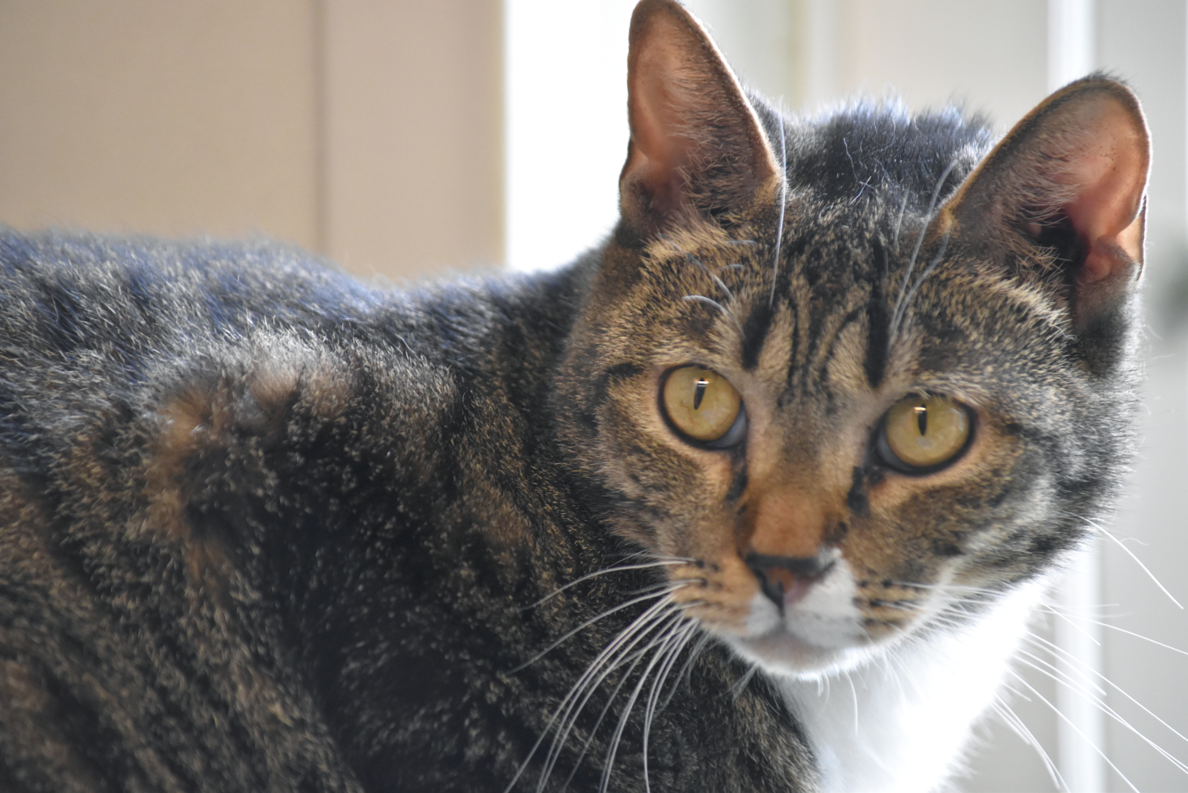 Amie, an adoptable Domestic Short Hair in Bloomfield, CT, 06002 | Photo Image 3