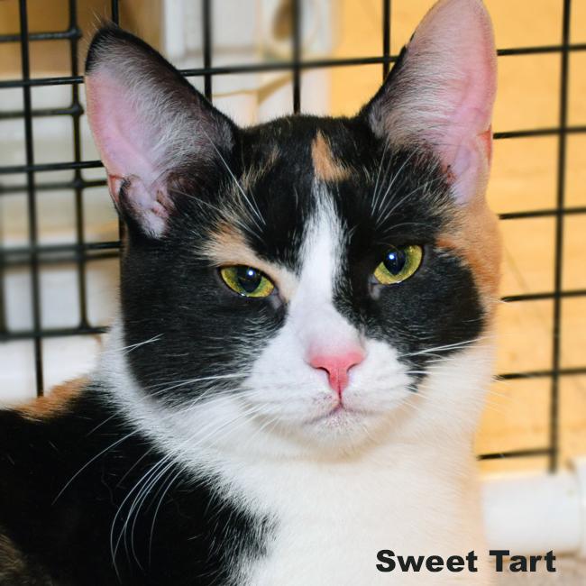 Sweet Tart, an adoptable Domestic Short Hair, Calico in Frederick, MD, 21701 | Photo Image 2