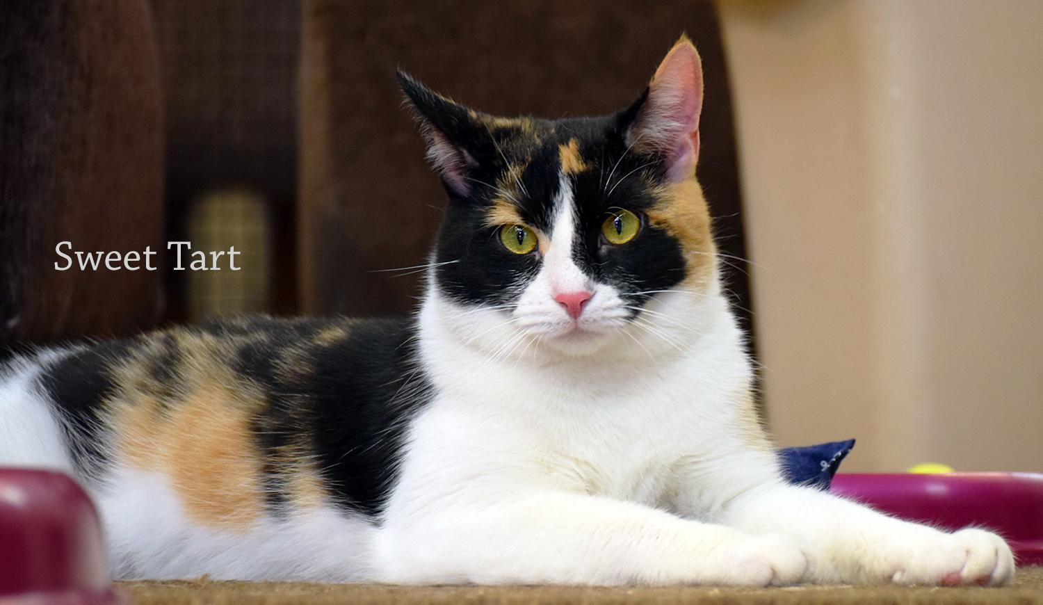 Sweet Tart, an adoptable Domestic Short Hair, Calico in Frederick, MD, 21701 | Photo Image 1