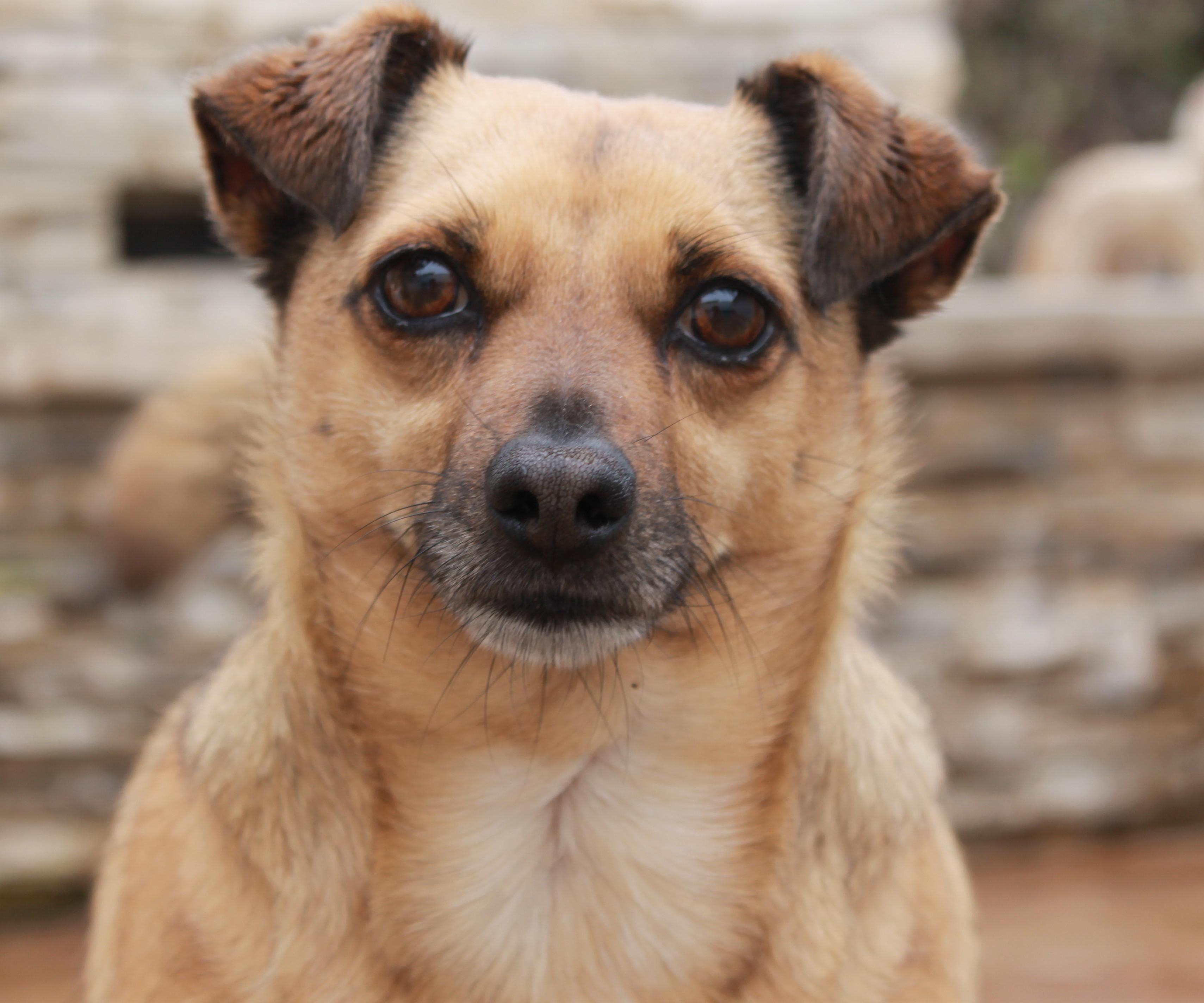 Hooper, an adoptable Terrier, Chihuahua in El Segundo, CA, 90245 | Photo Image 1