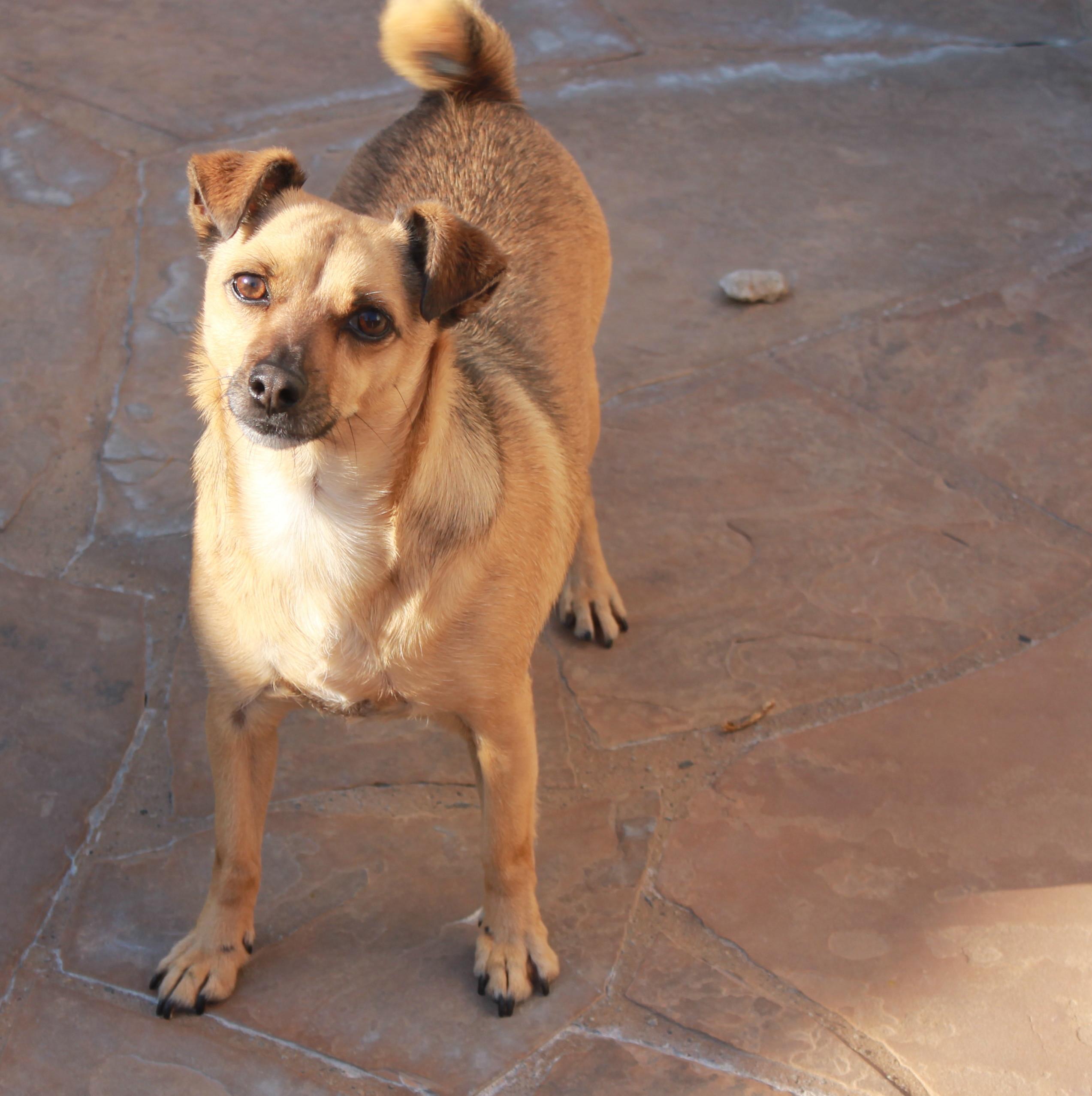 Hooper, an adoptable Terrier, Chihuahua in El Segundo, CA, 90245 | Photo Image 2