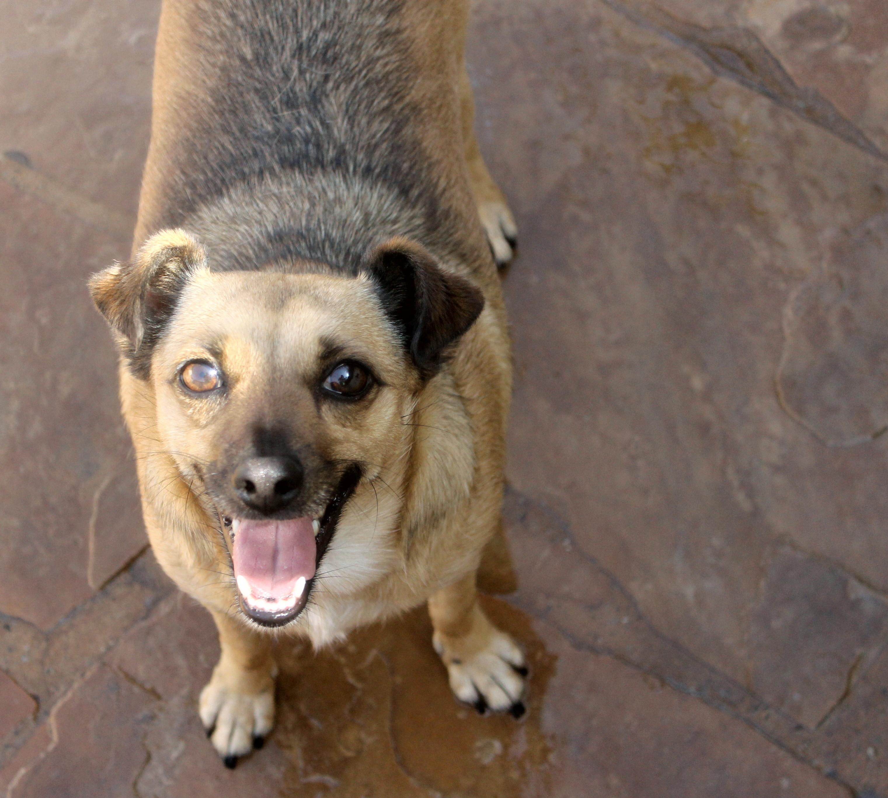 Hooper, an adoptable Terrier, Chihuahua in El Segundo, CA, 90245 | Photo Image 3