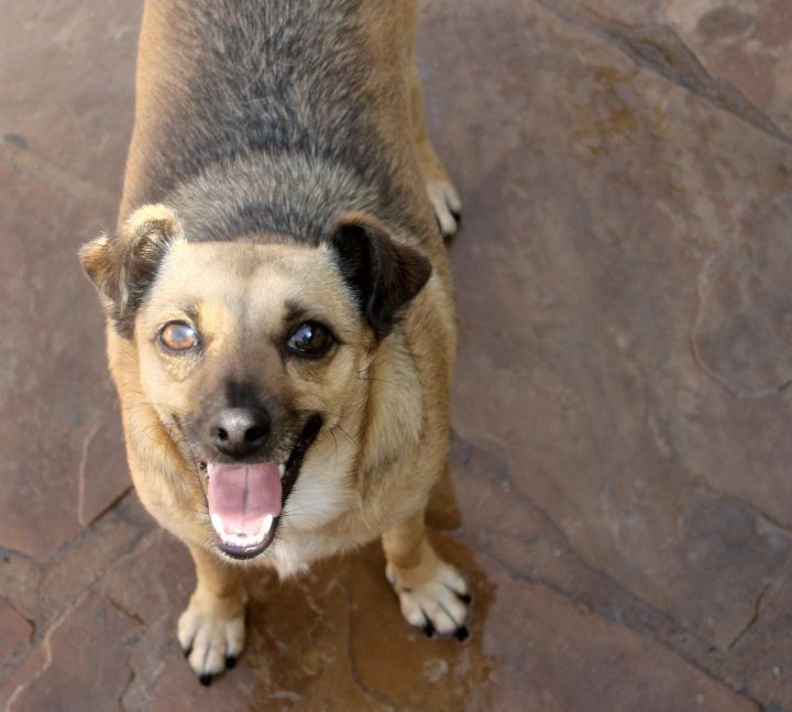 Hooper, an adoptable Terrier & Chihuahua Mix in El Segundo, CA_image-3