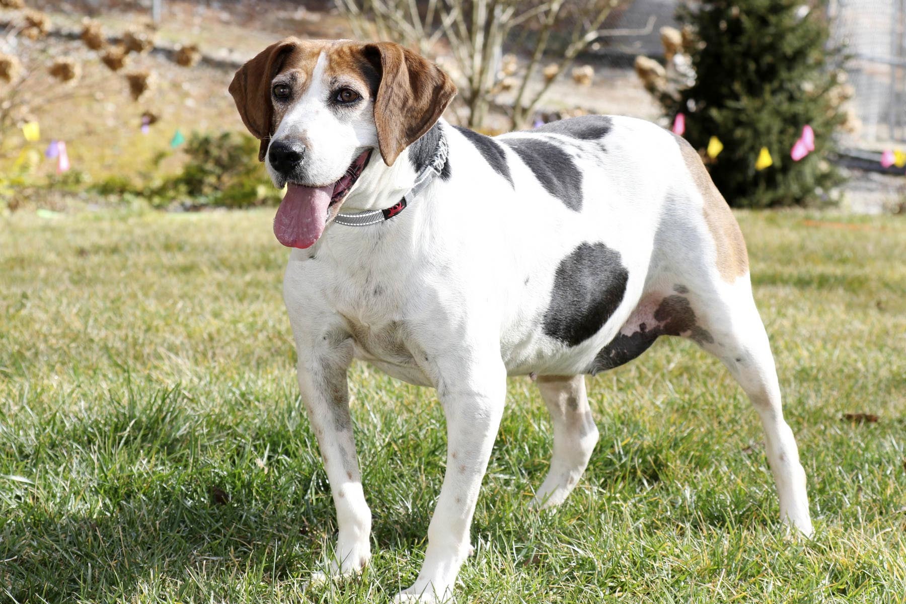 Mitch, an adoptable Treeing Walker Coonhound in Cashiers, NC, 28717 | Photo Image 1