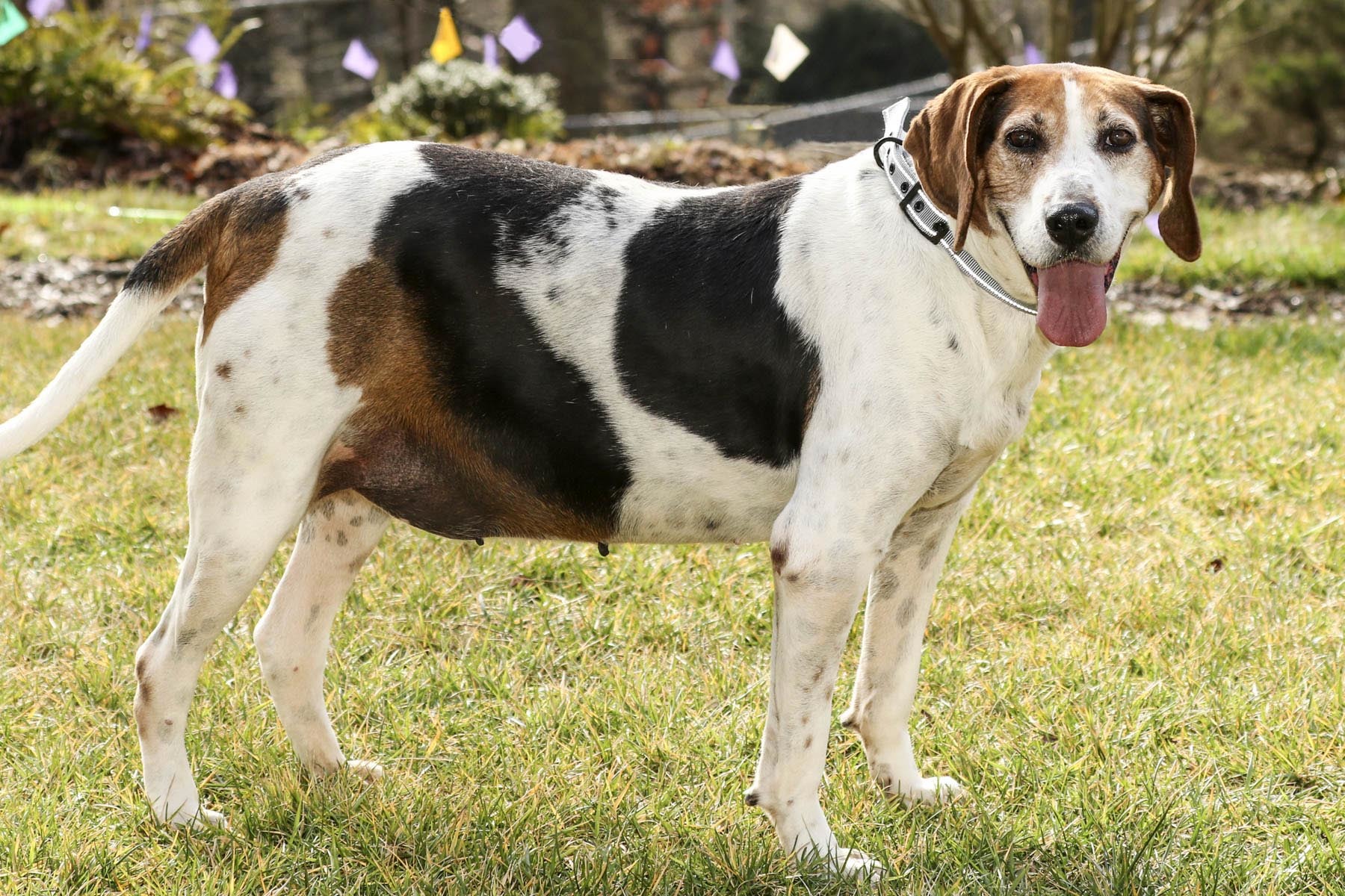 Mitch, an adoptable Treeing Walker Coonhound in Cashiers, NC, 28717 | Photo Image 2